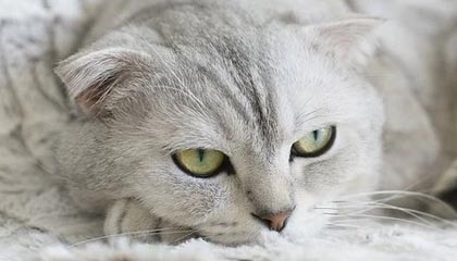 完美电竞赛事中心-王艺迪成为伦敦世乒赛团体赛参赛候选人